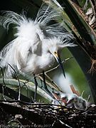 A snowy egret and its hatchlings in St. Augustine, FL.