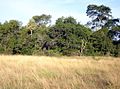 Abra: Pastizal en medio de bosques.