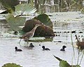 male and chicks