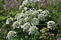 Angelica sylvestris (flower with guests, Germany, Ith)