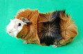 A male Abyssinian guinea pig