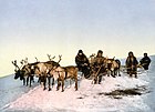 Reindeer, Archangelsk, Russia