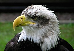 Bald.eagle.closeup.arp-sh.750pix