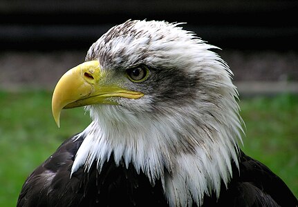 Bald eagle at Bird of prey, by Adrian Pingstone