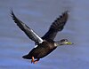 An American Black Duck in flight