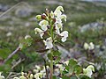 Pedicularis lapponica