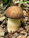 Boletus reticulatus