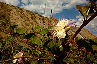 Tapenera de la Sierra Minera