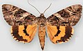 Catocala piatrix dionyza penitent underwing