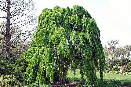 Cercidiphyllum