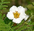 Chamaebatia australis