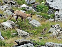 Chamois en Vanoise