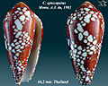 Conus episcopatus Motta, A.J. da, 1982