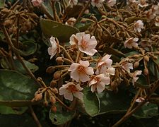 Le petit mahot (Dombeya ficulnea) est une espèce florale endémique que le parc doit protéger.