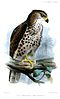 Painting of Congo Serpent Eagle