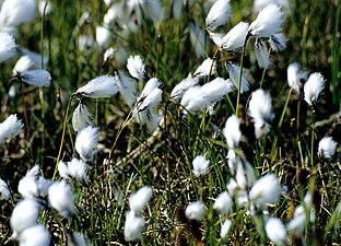 Eriophorum angustifolium