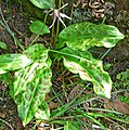 Erythronium revolutum