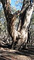 A river red gum, with hollows. The younger trees surrounding it would generally not yet have developed hollows suitable for vertebrate species.