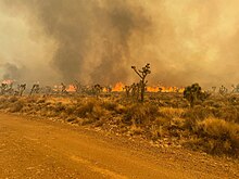 Beyond a dirt road and desert brush and Joshua trees, a flame front burns and colors the sky brown and orange