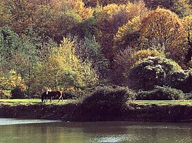 Image illustrative de l’article Réserve naturelle de la Foresta Umbra