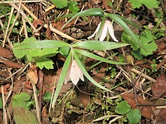 葉は狭披針形で、下部では2個対生し上部の花柄基部では3輪生する。