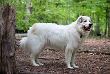 Description de l'image Great Pyrenees Mountain Dog.jpg.