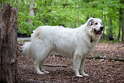 Chien de montagne des Pyrénées.