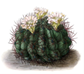 Gymnocalycium saglionis