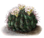 Gymnocalycium saglionis