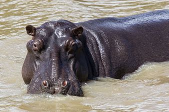 Flodhäst, Isimangaliso Wetland Park, KwaZulu-Natal.