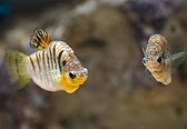 Males sparring