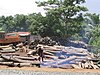 Illegal logging of rosewood in Madagascar