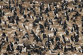 Gran colonia de L. atriceps en el Canal Beagle (Argentina.)