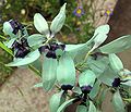 Ixia viridiflora