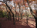 紅葉の北の丸公園（2010年12月）