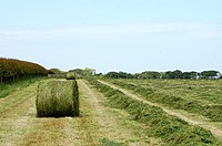 A cylindrical bale of mown grass in a field