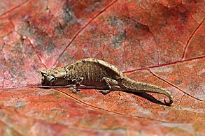 Montagne d'Ambre leaf chameleon, female