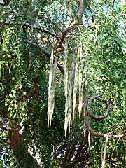 Branches with foliage and fruits at Koko Crater Botanical Garden