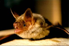 Myotis myotis