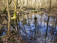 Kleines Quellmoor und mäandrierender, periodischer Bachlauf