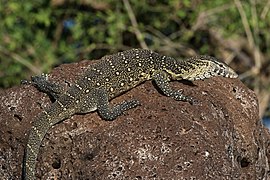 Varan du Nil (Varanus niloticus)