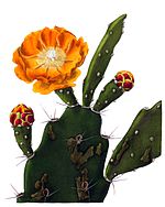 Opuntia delaetiana