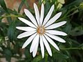 Osteospermum sanctae-helenae