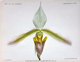 Paphiopedilum dayanum