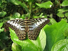 Parthenos sylvia, Asie