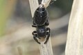 Phidippus cryptus