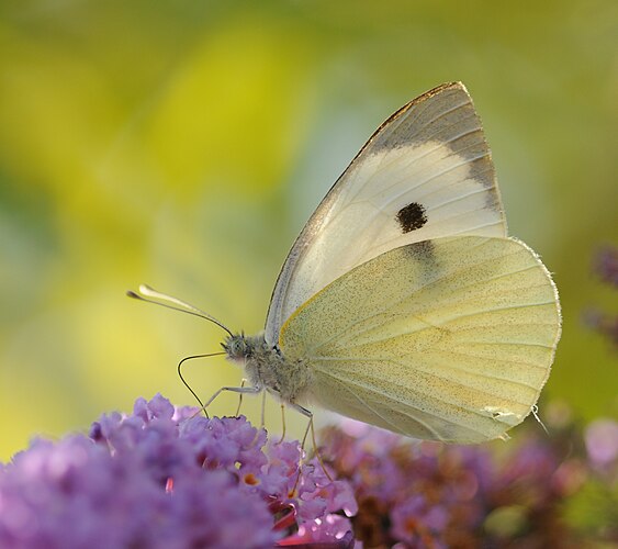 Капустница (Pieris brassicae) на соцветии буддлеи Давида (Buddleja davidii)