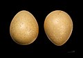 Egg of helmeted guineafowl