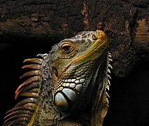 Iguana