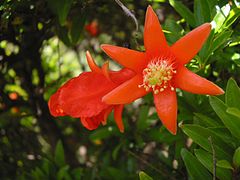 Les fleurs femelles sont reconnaissables à leur pistil qui dépasse des étamines